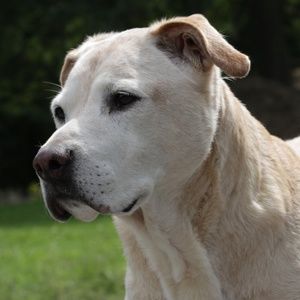 Meet your Posher, Bea